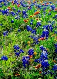 81flowers17.jpg