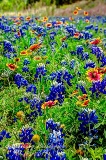 82flowers17.jpg