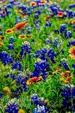 83flowers17.jpg