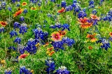 84flowers17.jpg