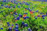 85flowers17.jpg