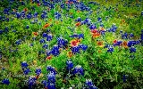 86flowers17.jpg