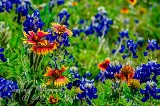 87flowers17.jpg