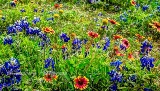 89flowers17.jpg