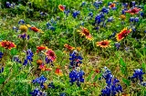 91flowers17.jpg