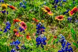 92flowers17.jpg