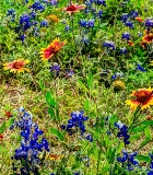 93flowers17.jpg