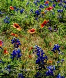 95flowers17.jpg