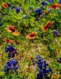 96flowers17.jpg