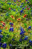 97flowers17.jpg