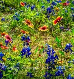 98flowers17.jpg