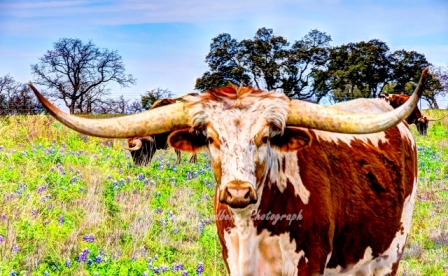 38rustic18.jpg
