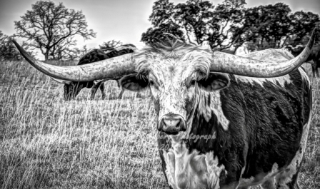 41rustic18.jpg