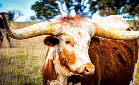 43rustic18.jpg