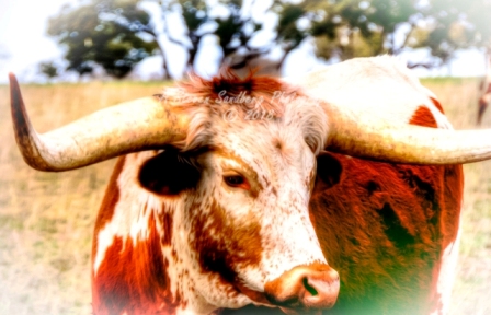 44rustic18.jpg