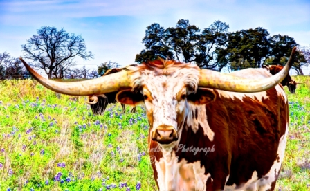 46rustic18.jpg