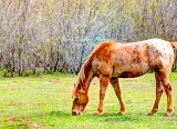 12rustic18.jpg