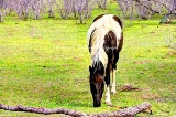 13rustic18.jpg