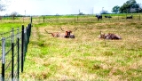15rustic18.jpg