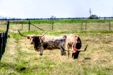 17rustic18.jpg