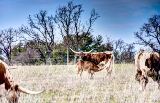 34rustic18.jpg