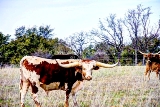 35rustic18.jpg