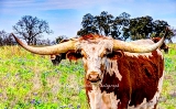 38rustic18.jpg