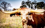 40rustic18.jpg