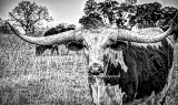 41rustic18.jpg