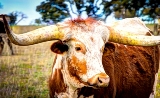 43rustic18.jpg