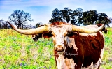 46rustic18.jpg