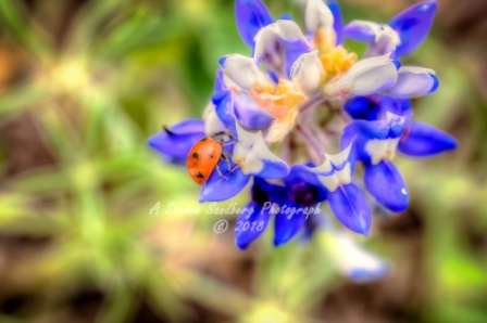 03flower18.jpg