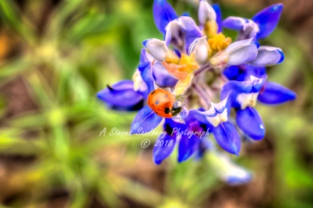 04flower18.jpg