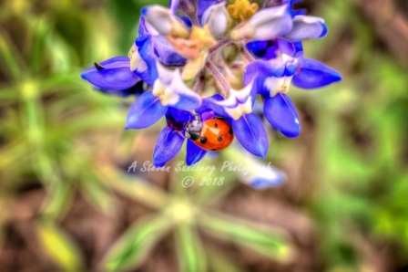 05flower18.jpg