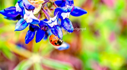 06flower18.jpg