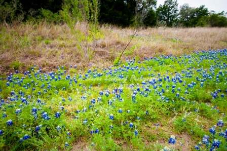 10flower18.jpg