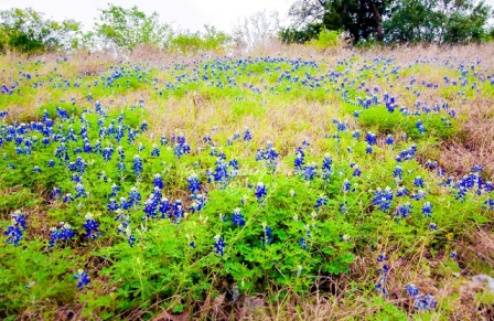 11flower18.jpg
