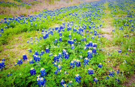 12flower18.jpg