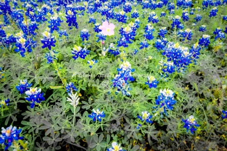 13flower18.jpg