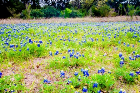 14flower18.jpg