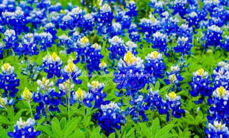 16flower18.jpg