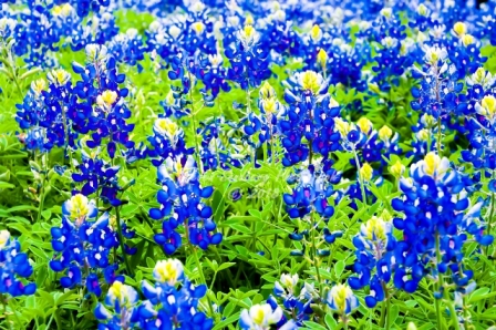 17flower18.jpg