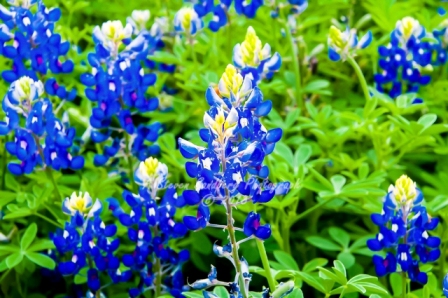 18flower18.jpg