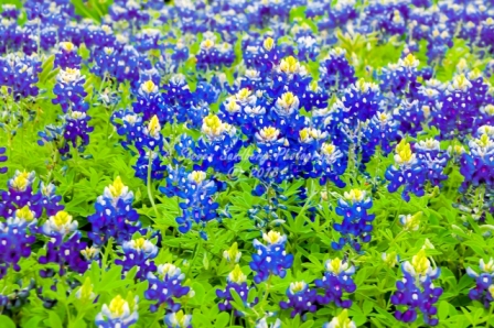 19flower18.jpg