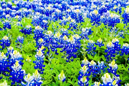 21flower18.jpg