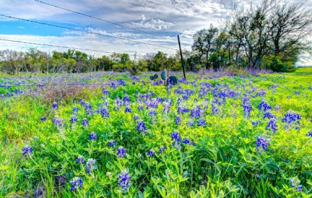 22flower18.jpg