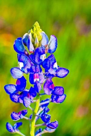 24flower18.jpg