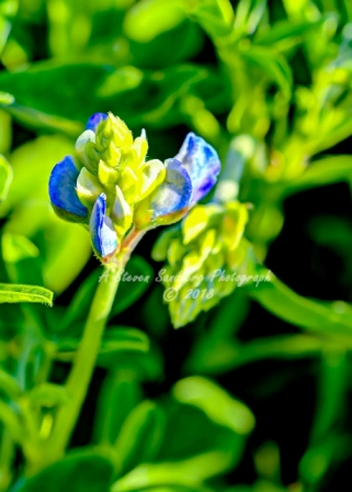 25flower18.jpg