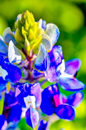 26flower18.jpg