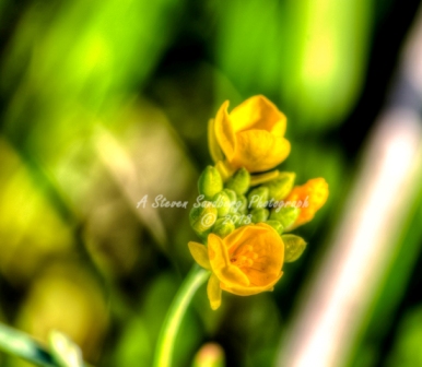 28flower18.jpg